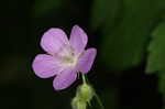 Wild geranium